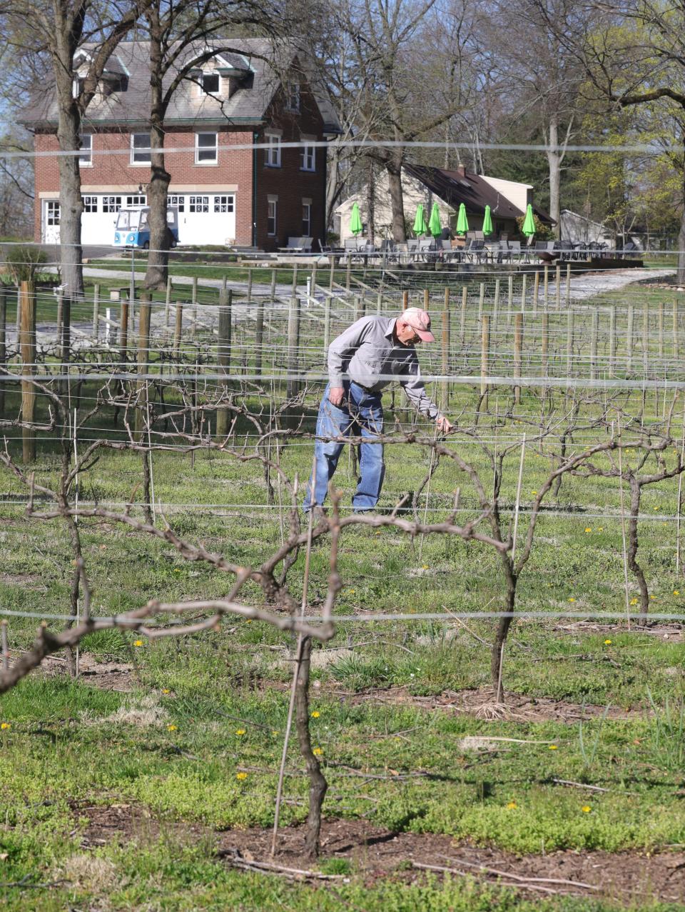 Domenico Simonetta tends to the vineyard April 13 at Prime Vine Winery in New Franklin.