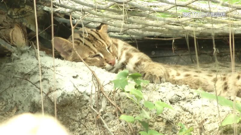 石虎是台灣的本土動物，若需疏散則會考慮野放至山區。