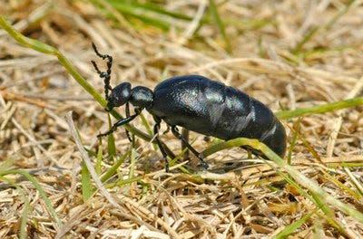 Blister beetles are commonly black but also can be a gray metallic blue or yellow.