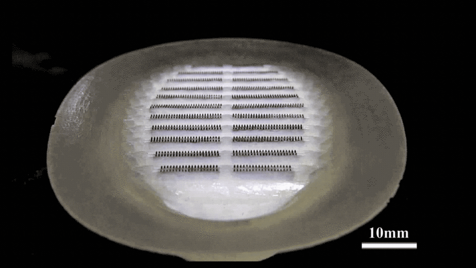 A look at the undulating remora robot dic. <cite>Wang et al., Sci. Robot. 2, eaan8072 (2017)</cite>