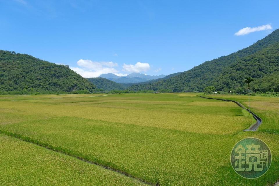 金黃的稻穗一路綿延到山谷之間，可以看一整天。