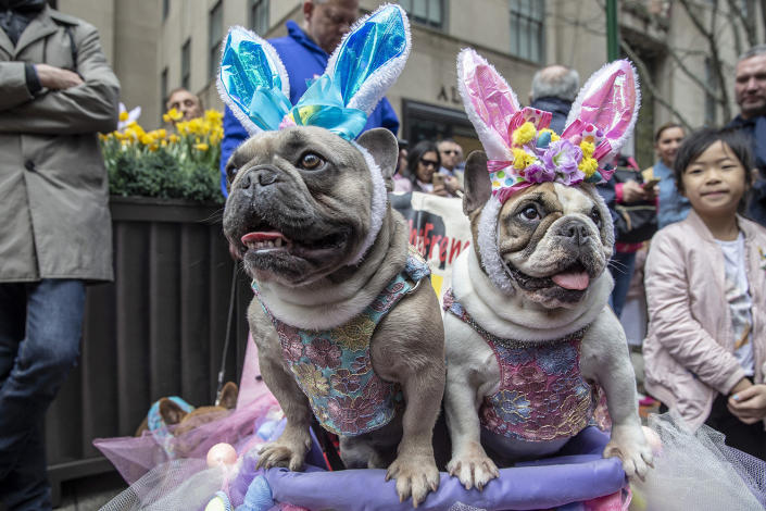 Dogs dressed in costumes participate in the Easter Parade and Bonnet Festival, Sunday, April 21, 2019, in New York. (Photo: Gordon Donovan/Yahoo News) 