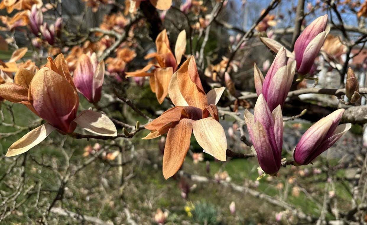 Climate change complicates plant choices and care. Early flowering and late freezes can kill flowers like these magnolia blossoms. Matt Kasson, <a href="http://creativecommons.org/licenses/by-nd/4.0/" rel="nofollow noopener" target="_blank" data-ylk="slk:CC BY-ND;elm:context_link;itc:0;sec:content-canvas" class="link ">CC BY-ND</a>