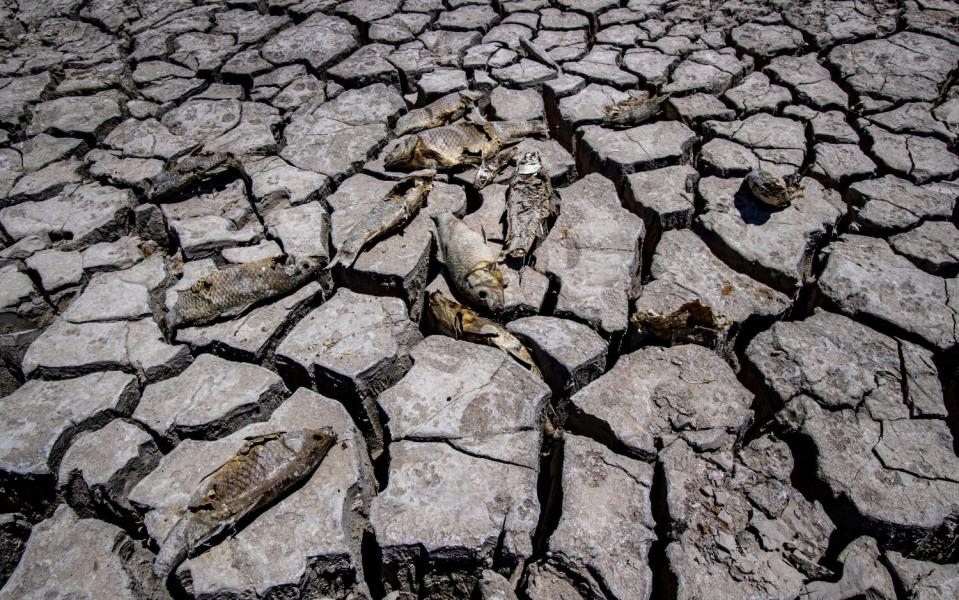 Fish carcasses on a dry lake bed