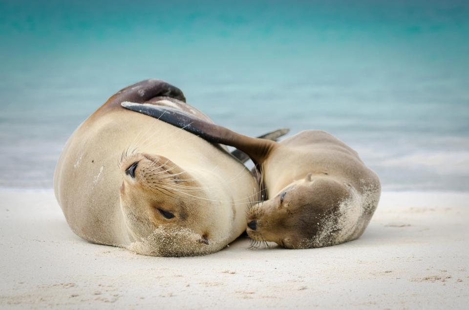 Sealions on the Galápagos coast - Credit: © 2014 Daniel Neukirch