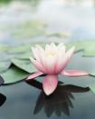 <p>A patch of lily pads float in a lake. Every day, the patch doubles in size. If it takes 48 days for the patch to cover the entire lake, how long would it take for the patch to cover half of the lake?</p><p>It's tempting to say 24 ... but you'd be wrong! Find out <a href="http://www.seventeen.com/life/school/a31859/mind-bending-math-riddles/" rel="nofollow noopener" target="_blank" data-ylk="slk:why here;elm:context_link;itc:0;sec:content-canvas" class="link ">why here</a>.</p>