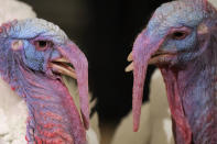 <p>Drumstick and Wishbone, the National Thanksgiving Turkey and its alternate “wingman,” are introduced during an event hosted by The National Turkey Federation at the Williard InterContinental, Nov. 20, 2017 in Washington. (Photo: Chip Somodevilla/Getty Images) </p>