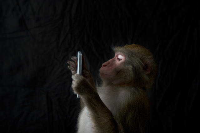 Una scimmia gli ruba il telefono e si scatta i selfie