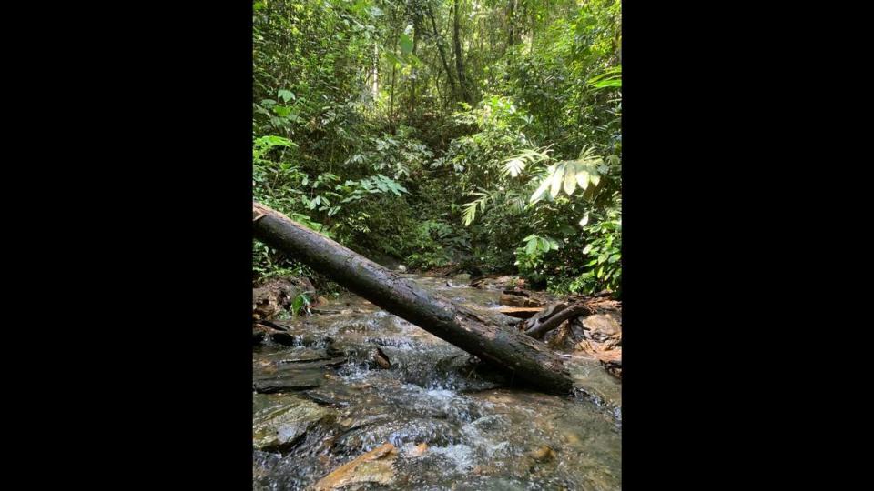 The group went to Sungai Mata Ikan, a river meaning “fish eye,” and dug through the leaf little for tiny critters.