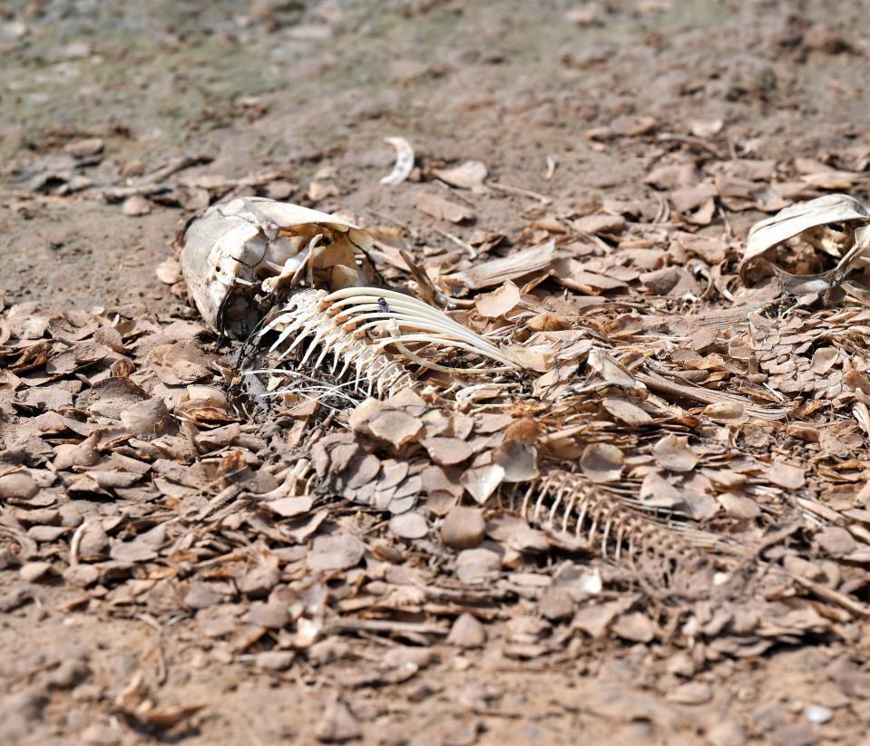 Fish skeletons lay waste on the shore of Lake Wichita on Monday, September 12, 2022.