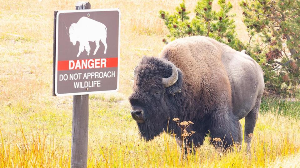 PHOTO : Un homme de 40 ans qui aurait frappé un bison à la jambe alors qu'il était sous l'influence de l'alcool dans le parc national de Yellowstone a été blessé par l'animal et arrêté, selon les autorités.  (NPS / Jacob W. Frank)