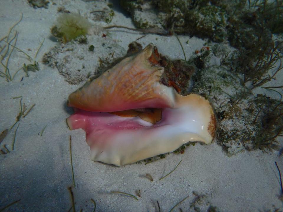 Queen conch are found in the Caribbean and in the Gulf of Mexico.