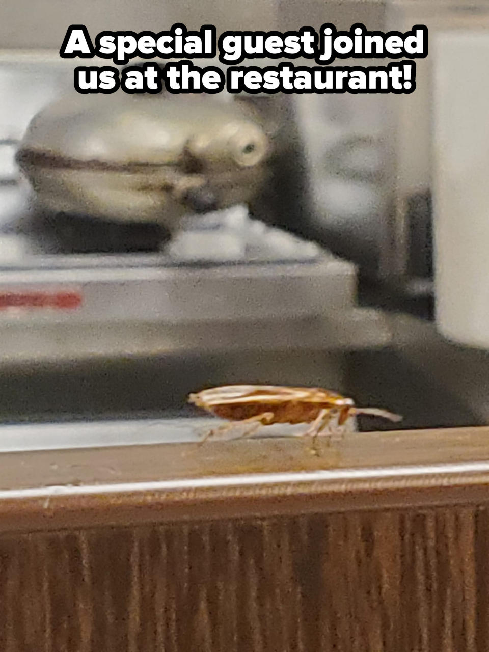 Close-up of a cockroach on a kitchen countertop, with a blurry background of kitchen appliances