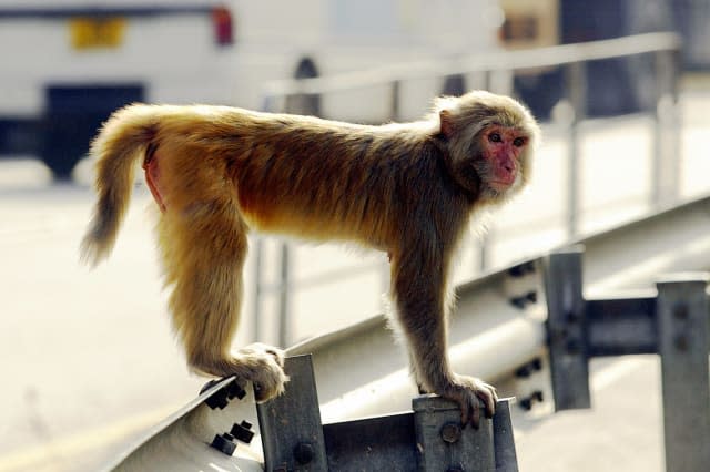 Monkey takes a bus for a joyride as driver sleeps