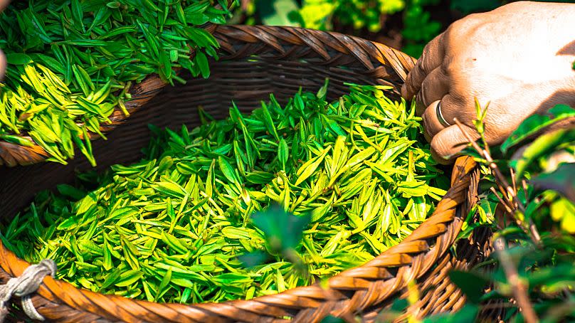 Tea leaves after harvesting