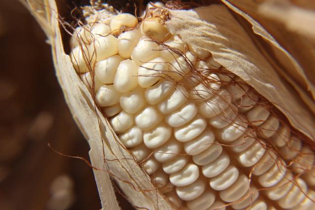 Por qué son tan buenos los pelos de elote?