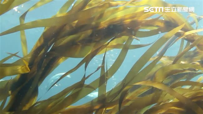 昆布在海裡為什麼不會泡出高湯？水族館的解答萌翻網友。（圖／資料照）