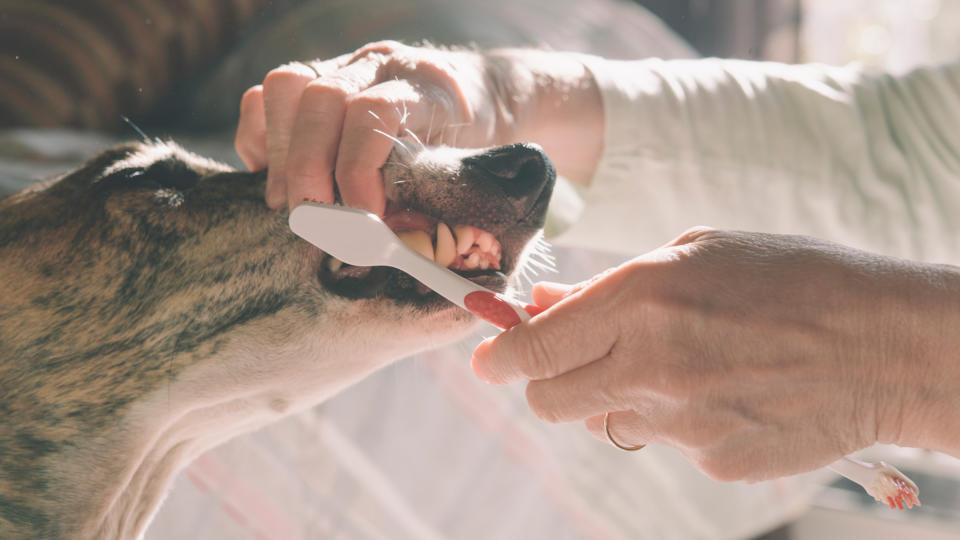 Dog having its teeth brushed by owner