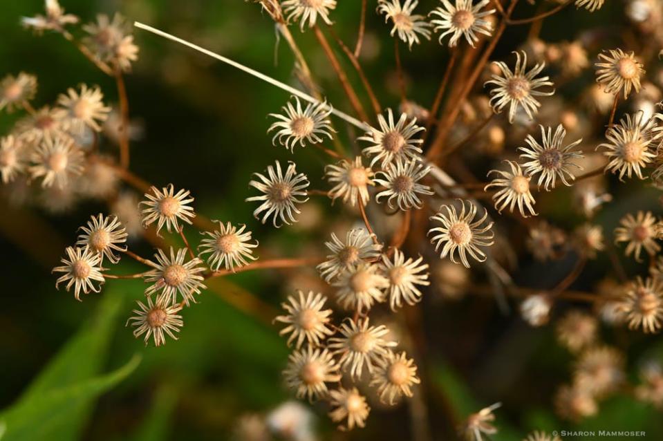 Dried flowers add visual interest to your yard.