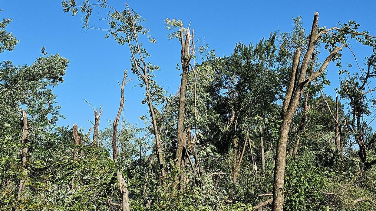 <div>Trees damaged after a confirmed tornado hit Anoka County Thursday evening (Courtesy: National Weather Service).</div>