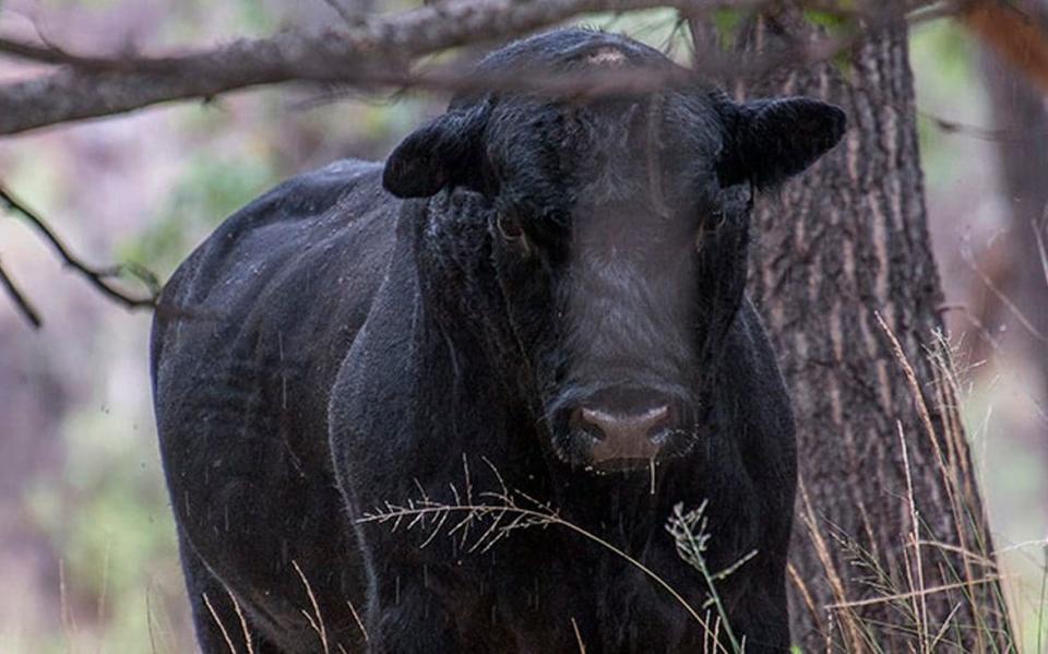 Ein wilder Stier - Robin Silver/Center For Biological Diversity