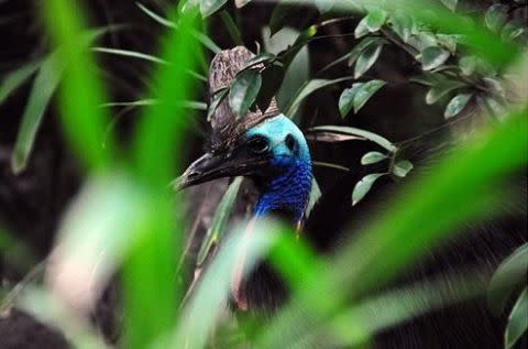 A cassowary peers through the bushes. flickr: travis_simon