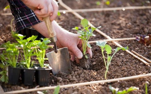 Plant celery in damp, rich soil - Credit: Gap