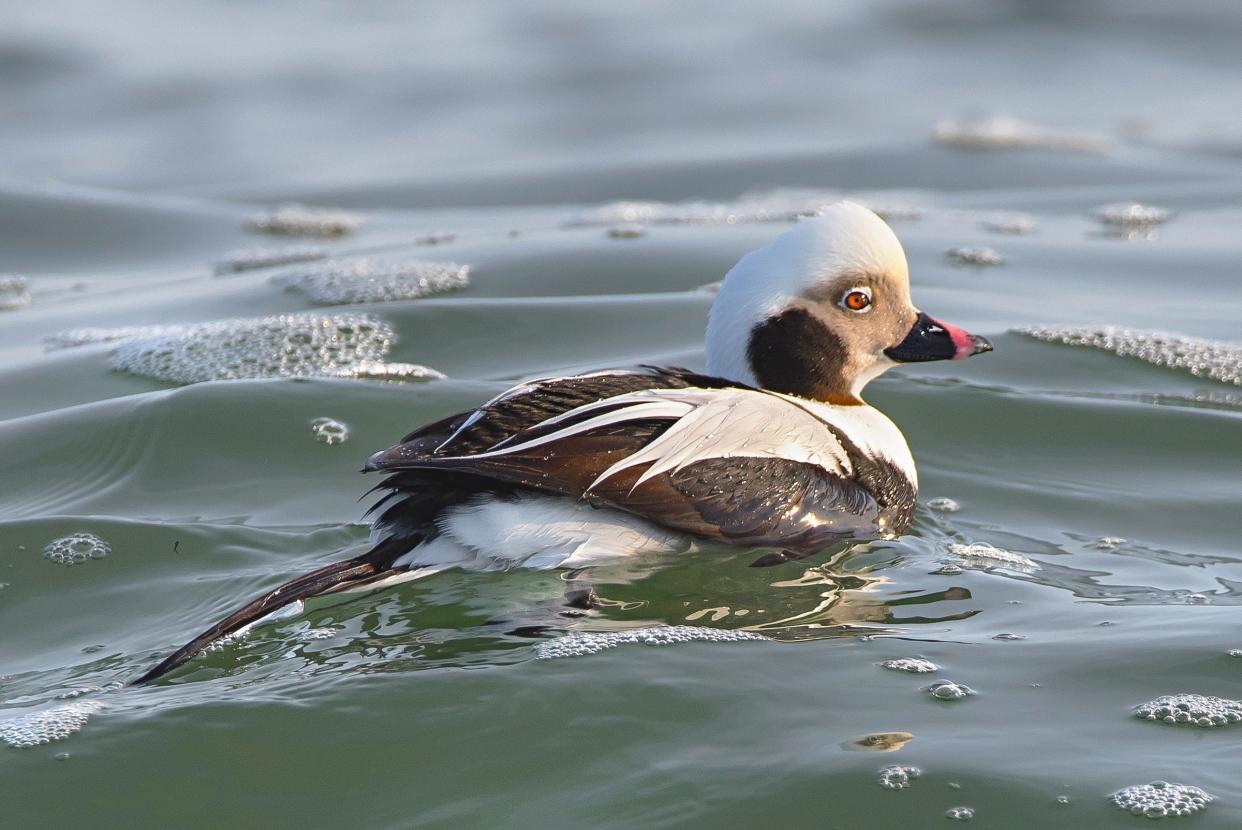 A long-tailed duck. Join the Audubon Society of Rhode Island for their “Ducks of Sachuest Point” program on Jan. 20, 2024.