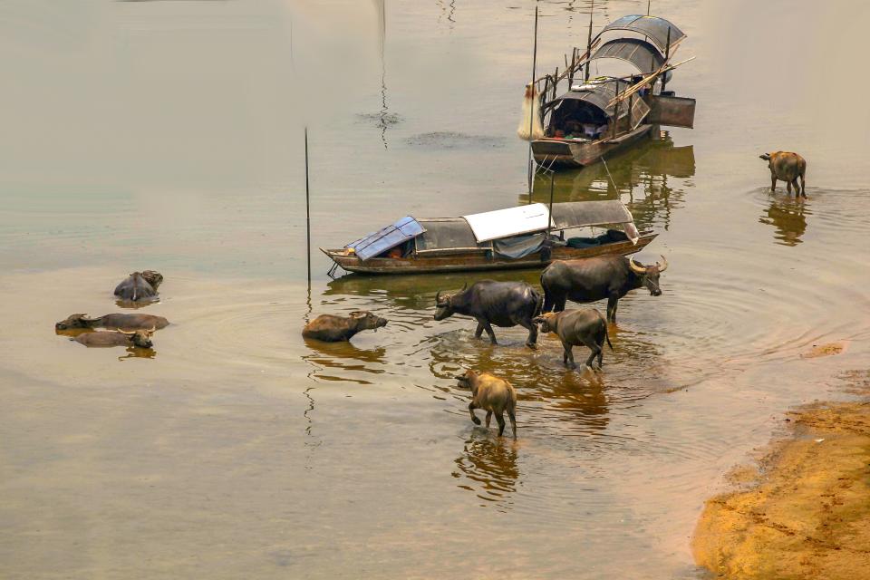 沐牛圖