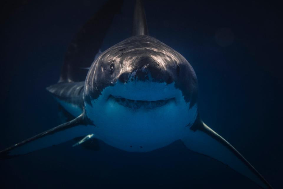 A Great White shark smiles at it approaches the camera dead on