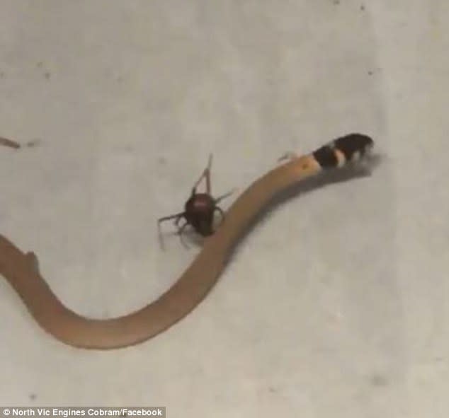 Footage shows a redback spider squaring off with a brown snake. Photo from Facebook/North Vic Engines Cobram.