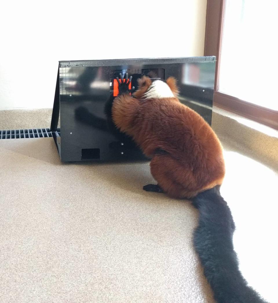A ruffed-lemur plays a computer game designed to test color blindness. Some of the primates enjoyed the games so much, they had to be lured away from the computer with treats.