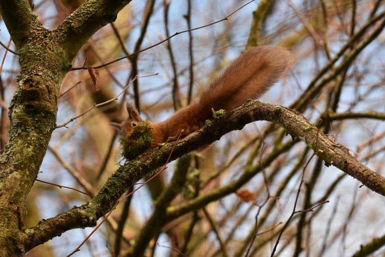 <span class="caption">A red squirrel flags its tail and releases alarm calls after spotting a pine marten in County Fermanagh, Northern Ireland.</span> <span class="attribution"><span class="source">Joshua P Twining</span>, <span class="license">Author provided</span></span>