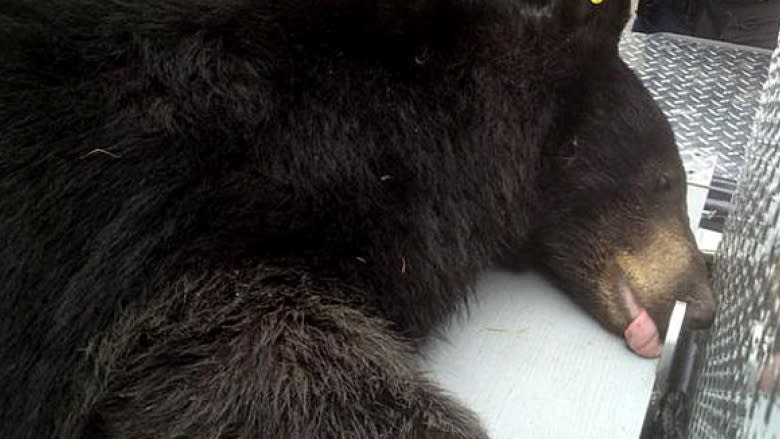 Black bear tranquillized in South Vancouver