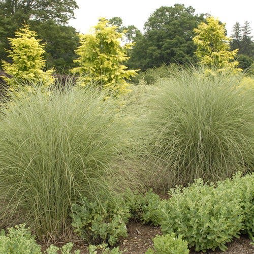 Miscanthus morning light is a grass not native to Wisconsin that gives a strong vertical accent to a garden.