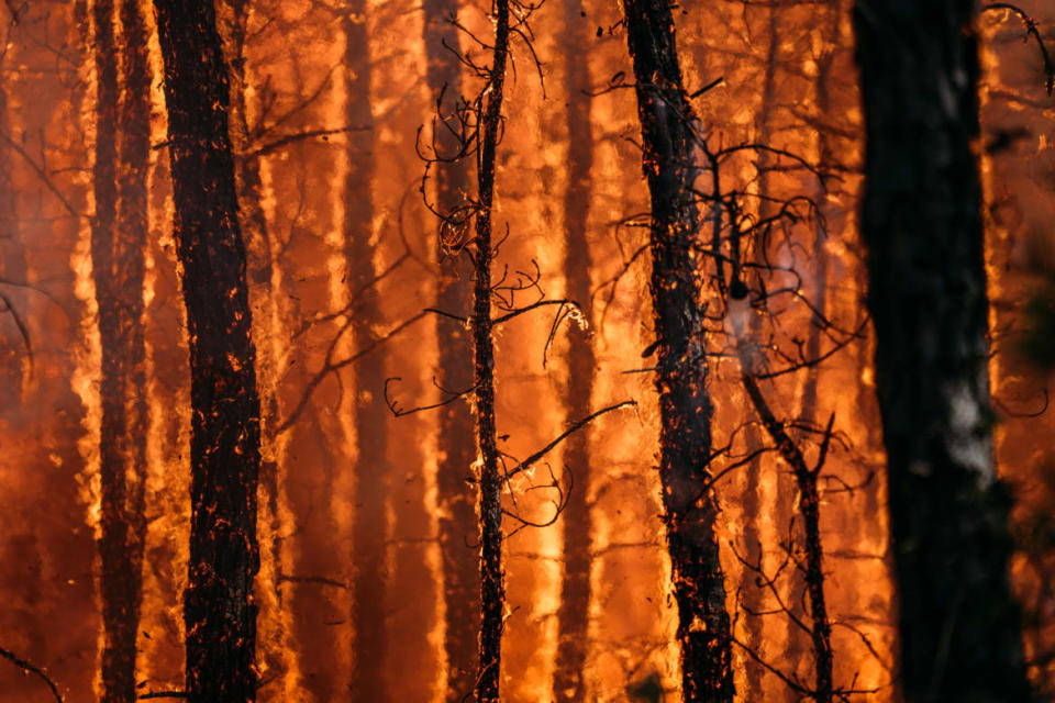 A New Jersey wildfire