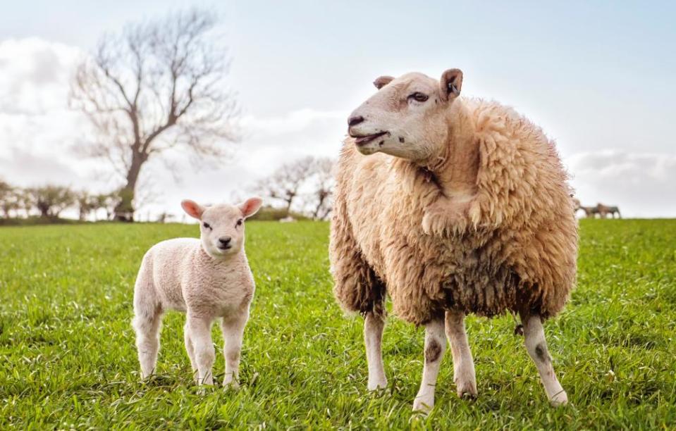 A ewe and her lamb enjoying good weather out in the field on a Cumbrian farm in England, UK.