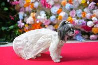 A dog attends the Pet Gala fashion show at AKC Museum of The Dog on Monday, May 20, 2024, in New York. (Photo by Charles Sykes/Invision/AP)