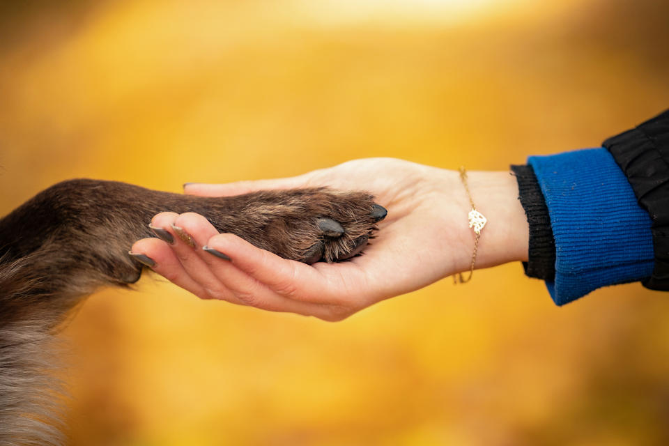 Im Tierheim Oldenburg haben ein Hund und sein Frauchen geheiratet. (Symbolbild: Getty Images)