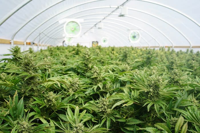 Cannabis plants growing in a greenhouse