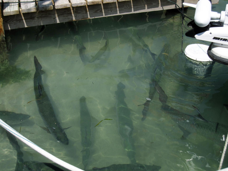 This February 2013 photo shows tarpon at The Hungry Tarpon Restaurant at Robbie’s Marina in Islamorada, the Florida Keys. Visitors can feed the tarpon by tossing them tiny fish from a bucket available for purchase. (AP Photo/Beth J. Harpaz)