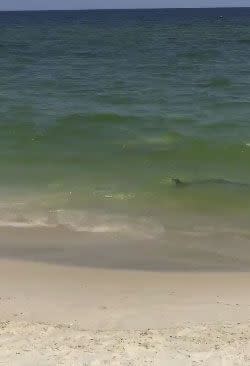 The shark was captured on camera merely metres from swimmers. Source: Facebook