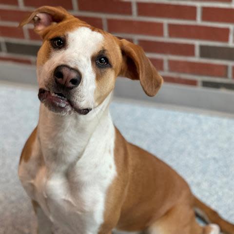 Skipper is a 10-month-old, large-size brown and white male pup. He will need help on leash walking and training like you would expect for all pups his age. He is friendly and playful. To meet Skipper, call 405-216-7615 or visit the Edmond Animal Shelter at 2424 Old Timbers Drive in Edmond during open hours.