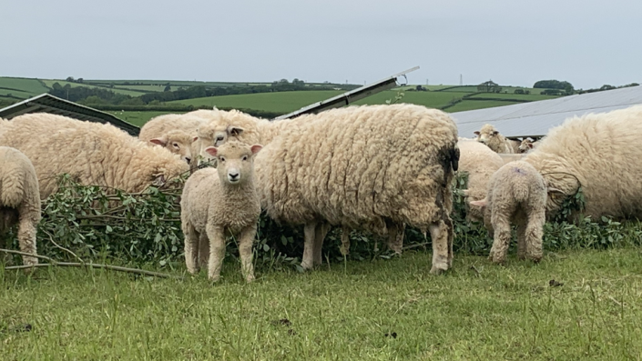 ovejas en el campo