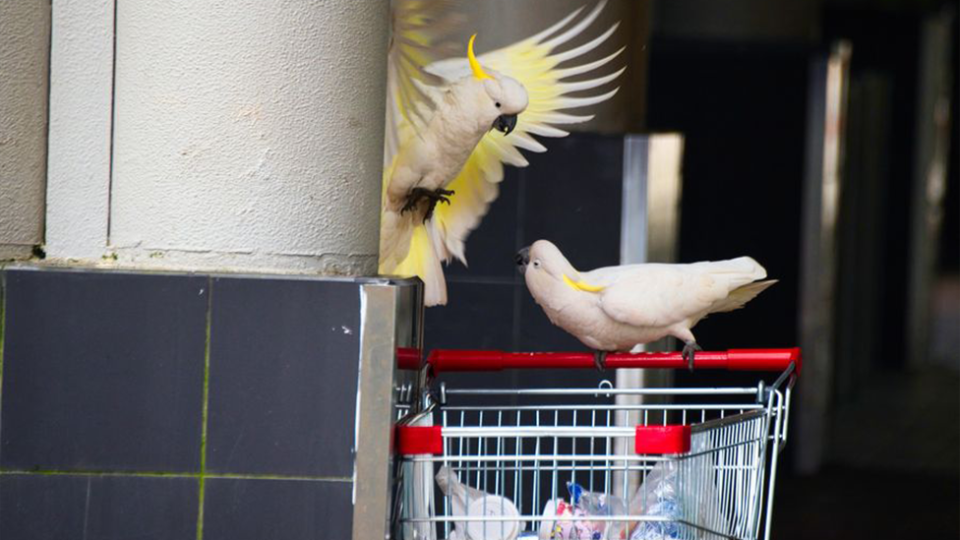 The cockatoos were photographed playing outside Westfield Miranda. Source: Neil McAliece