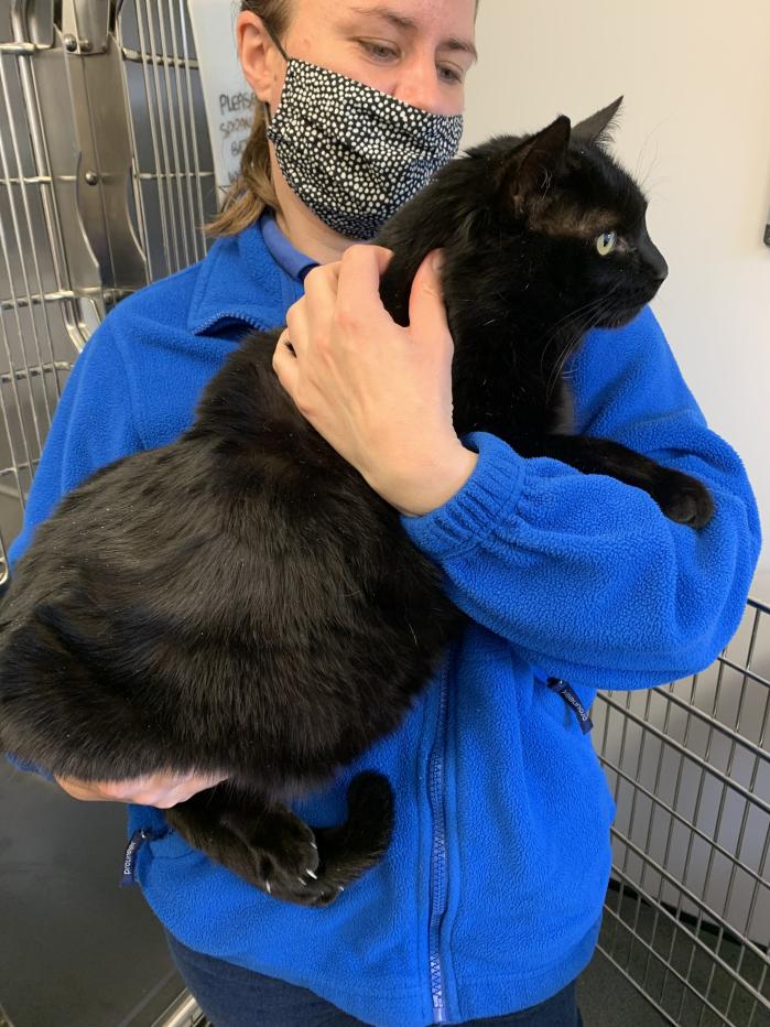 Colin the cat has been put on a diet after growing to one stone and five pounds (8.8kg), almost double the weight of an average adult cat. (Cats Protection/ PA)