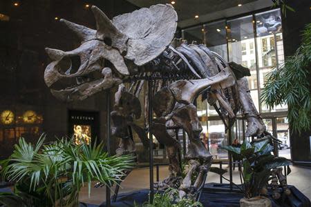 The skeleton of a Chasmosaurine Ceratopsian is displayed as part of the "Montana Dueling Dinosaurs & Distinguished Fossils" collection at Bonhams auction house in New York, November 14, 2013. REUTERS/Shannon Stapleton