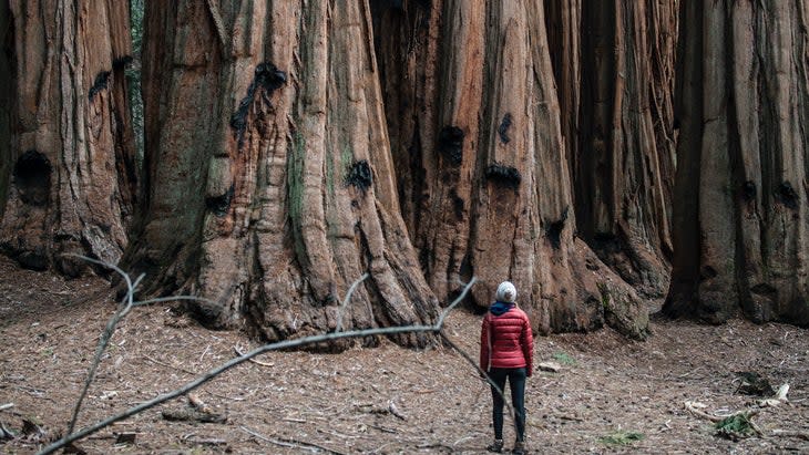 <span class="article__caption">The trees in their namesake Sequoia National Park</span> (Photo: Vitto Sommella/Unsplash)