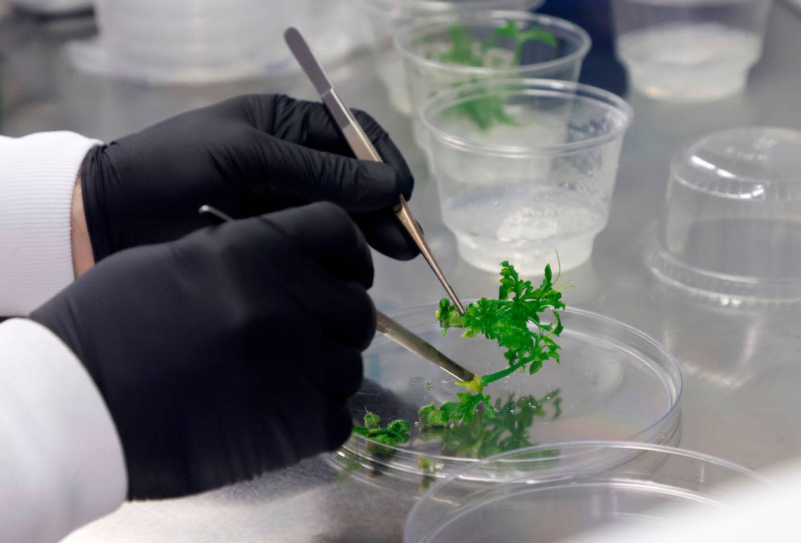 Michael Steinwand, a scientist at Elo Life Systems, works with sterile watermelon shoots in the company’s plant tissue culture room on Wednesday, March 8, 2023, in Durham, N.C.