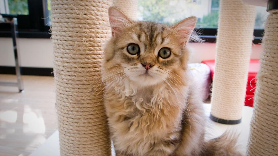 Golden Chinchilla cat sat by scratching post gazing at camera